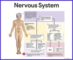 the nervous system and its functions