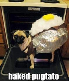 a pug dog sitting in an oven with foil on it's head and the caption baked pugtato