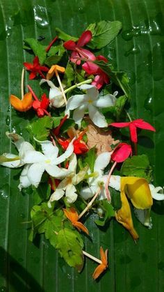 a bunch of flowers that are sitting on a leaf