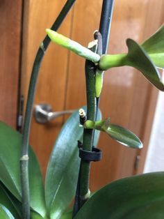 Dendrobium Nobile, Orchid Pot, Let Your Hair Down, Vanilla Fragrance, Flower Spike, House Plants Decor, Tiny Flowers, Food Decoration