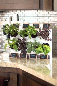 a kitchen counter top with plants growing on it