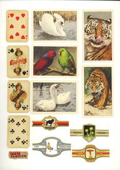 an image of playing cards with animals and birds on them, including swans, tigers, ducks, geese, and more