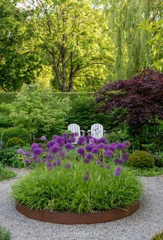 a garden filled with lots of purple flowers