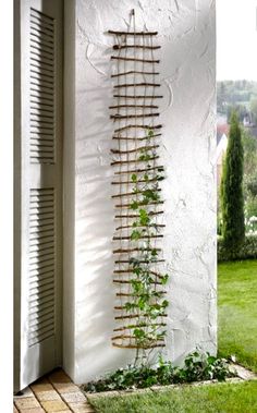 a white wall with some plants growing on it