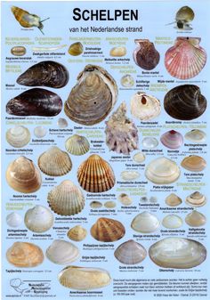 a poster showing different types of seashells and their names in german, with pictures of them