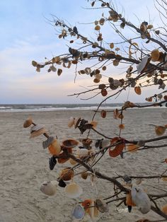 seashells hang from a tree on the beach