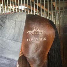 a horse with the word hyppolo written on it's back side