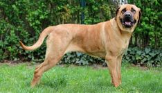 a large brown dog standing on top of a lush green field