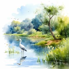 a watercolor painting of a white bird standing in the middle of a lake surrounded by grass and trees