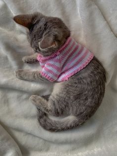 a grey cat wearing a pink and white sweater laying on top of a bed covered in blankets