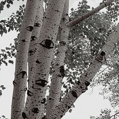 a black and white photo of trees with birds perched on the branches in front of them