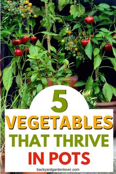 there is a sign that says 5 vegetables that thrve in pot's