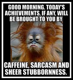 an orangutan with caption saying good morning today's achievements, if any will be brought to you by cafine, sararam and sher stubbornness