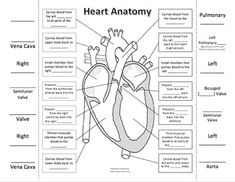 diagram of the human heart with labels labeled in english and spanish for kids to learn