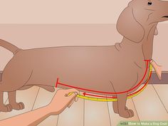 a brown dog standing on top of a wooden floor next to a person's hand