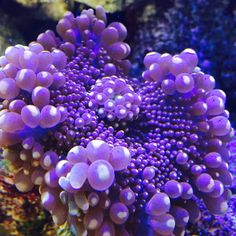 an image of some purple corals in the water