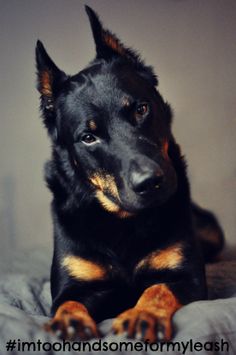 a black and brown dog laying on top of a bed