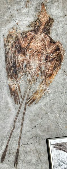 an image of a bird is on the ground next to a framed photo and some drawings