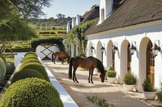 there is a horse that is standing in front of a house with hedges on both sides