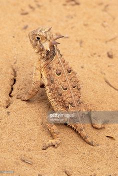 a small lizard is standing on its hind legs in the sand and has it's head sticking out