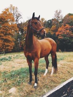 a brown horse standing on top of a dry grass field next to trees with orange leaves