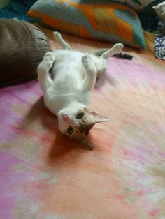 a white cat laying on its back on a bed