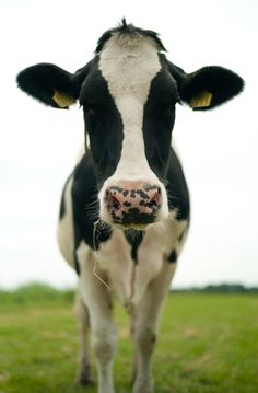 a black and white cow standing on top of a lush green grass covered field, looking at the camera