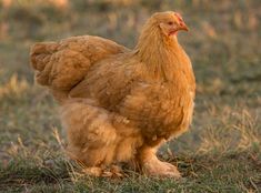 a brown chicken standing on top of a grass covered field