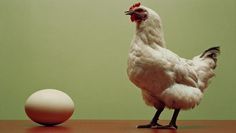 a chicken standing next to an egg on a table