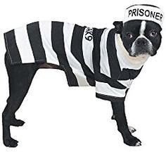 a black and white dog wearing a prison shirt