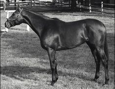 a black and white photo of a horse standing in the grass