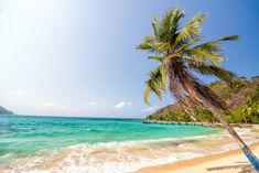 a palm tree on the beach with clear blue water