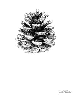 an ink drawing of a pine cone