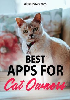 Cat Rules, Catnip Treats, Cat Illnesses, Cat App, Cat Bedroom, Cat Tips, Cats 101, Cat Exercise