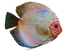 an orange and blue discus fish on a white background