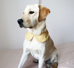 a dog sitting on top of a bed wearing a yellow polka dot collar and bow tie