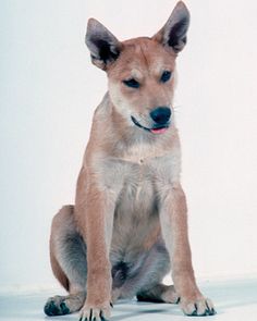 a brown dog sitting on top of a white floor