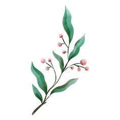 Botanical delicate watercolor plant drawing PNG Design Delicate Watercolor