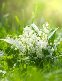 small white flowers are growing in the grass