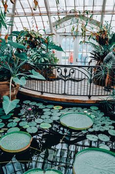 the inside of a greenhouse with lots of water lilies