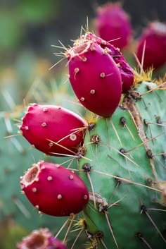 a close up of a cactus with many small flowers on it's back end