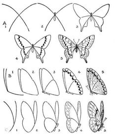 butterflies are shown in the diagram below, and on the bottom left is an image of several