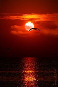 the sun is setting over the ocean with two birds flying in front of it and some clouds