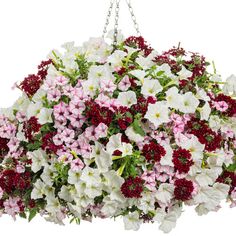 a hanging basket filled with white and red flowers