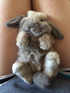 a stuffed rabbit sitting on top of someone's stomach