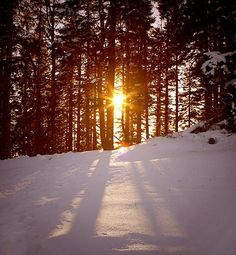 the sun is shining through the trees in the snow