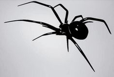 a black and white photo of a spider