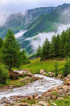 a stream running through a lush green forest