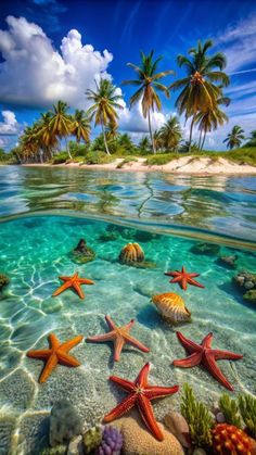 starfish and corals in shallow water with palm trees