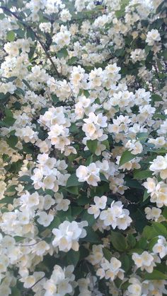 white flowers are blooming on the bush